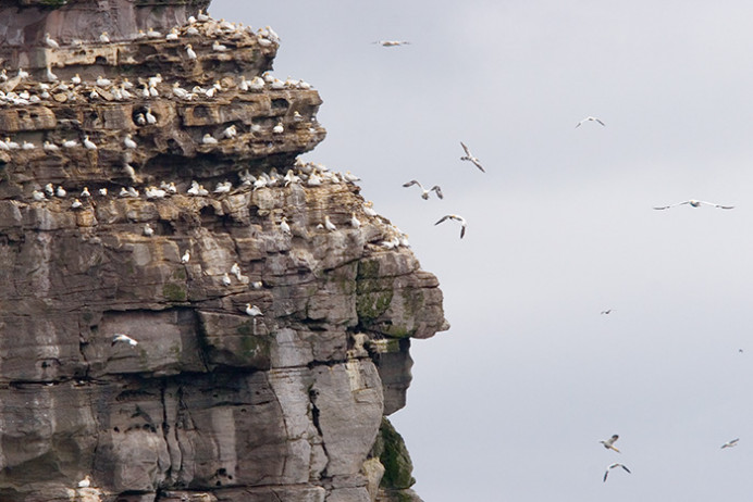 Gannets nesting