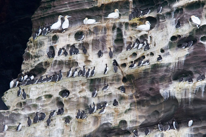 Gannets and guillemots