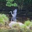 Grey heron, Sneem, Co. Kerry, Ireland