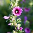 Hollyhock, Hugh Town, St. Mary's