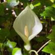 Jack-in-the-pulpit type of flower