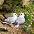 Kittiwakes, Great Saltee Island, off the southeastern coast of Ireland