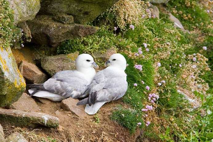 Kittiwakes, Great Saltee Island, off the southeastern coast of Ireland