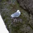 Kittiwake, Dunmore East