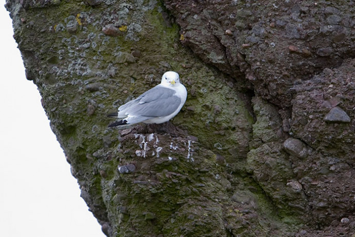 Kittiwake, Dunmore East