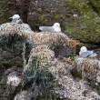 Nesting kittiwakes, Dunmore East, Co. Waterford, Ireland