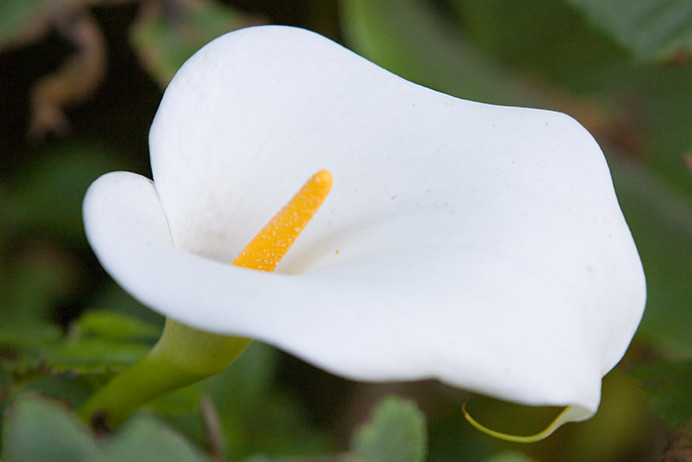 Scilly lily