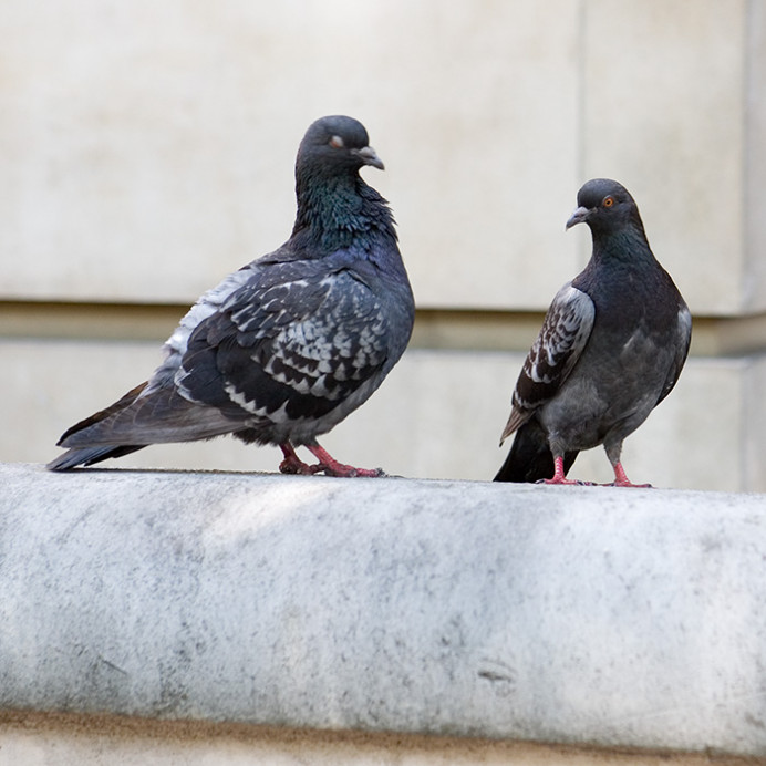 Two Londoners