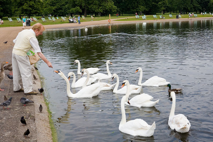 Feeding swans