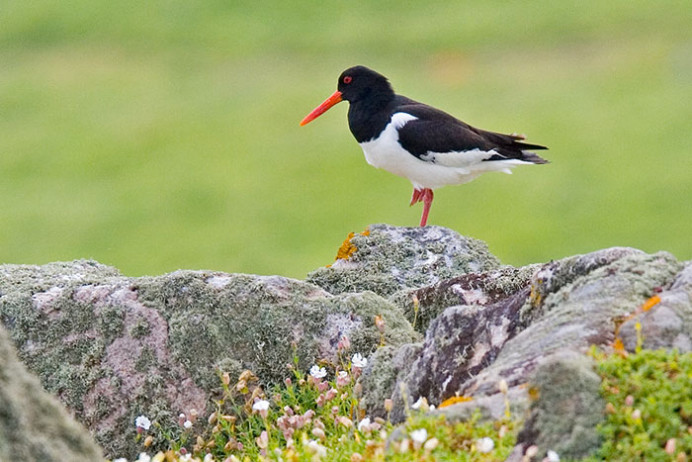 Oystercatcher, Great Saltee Island, off the southeastern coast of Ireland