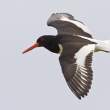 Oystercatcher, Great Saltee Island, off the southeastern coast of Ireland