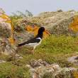 Oystercatcher, Great Saltee Island, off the southeastern coast of Ireland