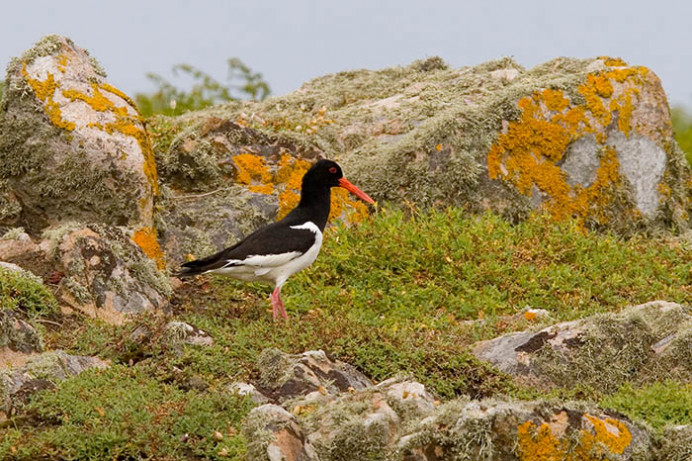 Oystercatcher, Great Saltee Island, off the southeastern coast of Ireland