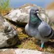 So-called Rock Dove, with jewelry, Great Saltee Island, off southeastern coast of Ireland