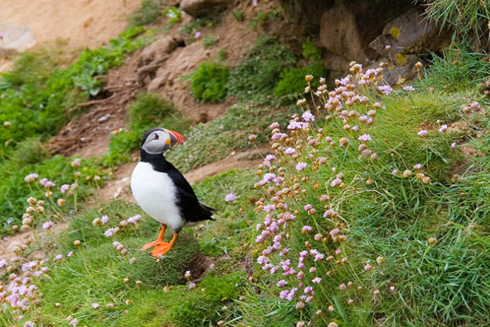 Atlantic puffin, Great Saltee Island, off the southeastern coast of Ireland