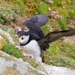 Atlantic puffin, smelling flowers? Great Saltee Island, off the southern coast of Ireland