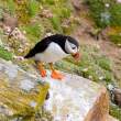 Atlantic puffin, Great Saltee Island, off the southeastern coast of Ireland