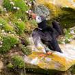 Puffin in motion, Great Saltee Island, off the southeastern coast of Ireland
