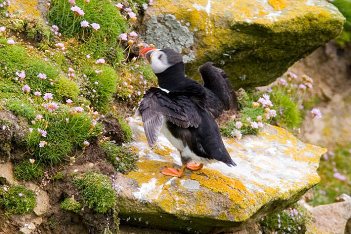 Puffin in motion, Great Saltee Island, off the southeastern coast of Ireland