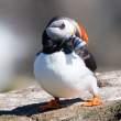 Puffin with sand eels