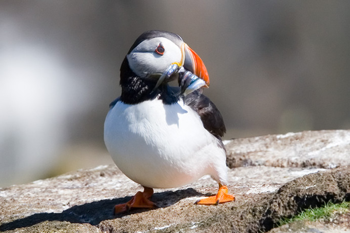 Puffin with sand eels