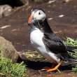 Puffin with sand eels