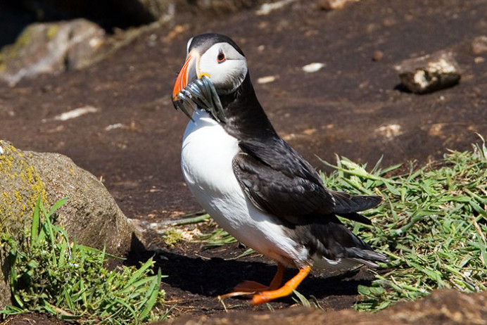 Puffin with sand eels