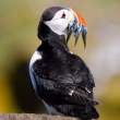 Puffin with sand eels