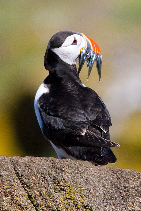 Puffin with sand eels