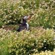 Puffin with campion