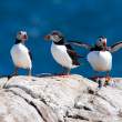 Atlantic puffins