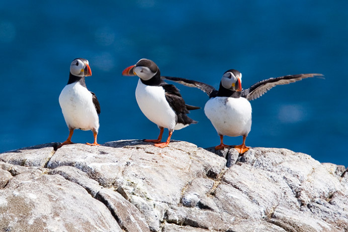 Atlantic puffins