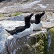 Razorbills, Great Saltee Island, off the southeastern coast of Ireland