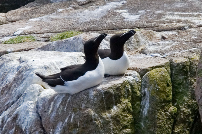 Razorbills, Great Saltee Island, off the southeastern coast of Ireland