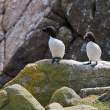 Razorbills, Great Saltee Island, off the southeastern coast of Ireland