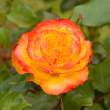Irish Rose, Sneem, Co. Kerry, Ireland