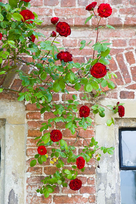 Rose on wall in Salisbury Close