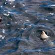 Resting grey seals, Great Saltee Island, off the southeastern coast of Ireland