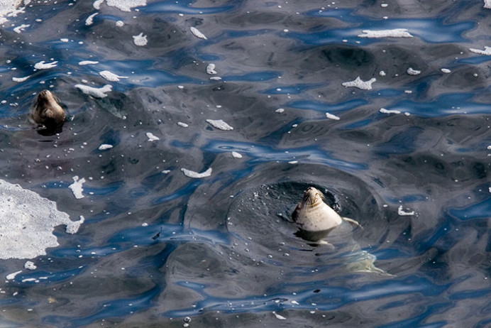 Resting grey seals, Great Saltee Island, off the southeastern coast of Ireland