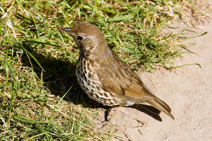 Song thrush with food for young