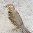 Songh thrush with grub and insect