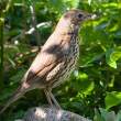 Song thrush with grub