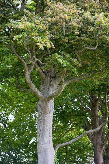 Old tree trunks
