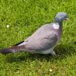 Wood pigeon