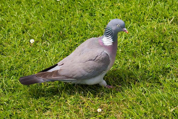 Wood pigeon
