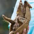 Armadillo