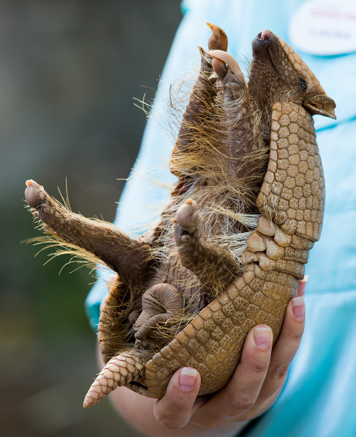 Armadillo