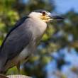 Black-crowned Night Heron