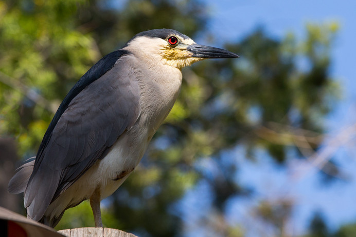 Black-crowned Night Heron
