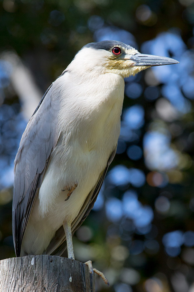 Black-crowned Night Heron